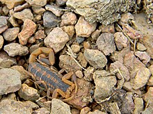 A striped scorpion hiding among rocks at Taum Sauk Mountain State Park Striped Scorpion.jpg