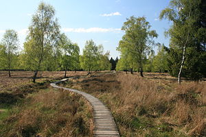 42. Platz: Ahoerstemeier mit Weg durch die Heidelandschaft im Naturschutzgebiet Struffelt in Roetgen, Städteregion Aachen