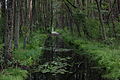 Polski: Ciek wodny o nazwie Struga uchodzący do Wdy poprzez jezioro Wdzydze English: Struga stream - a tributary of Wda and Wdzydze lake