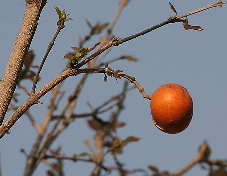 Loganiàcies