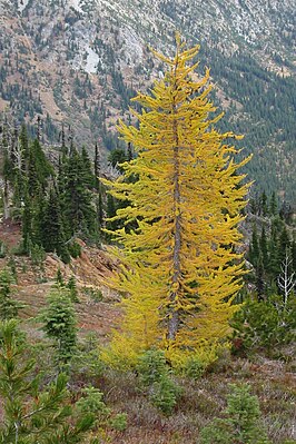 Bjerglerk (Larix lyallii) om efteråret