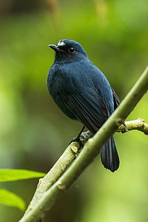 Javan blue robin Species of bird