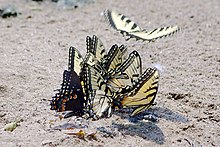 Group of male eastern tiger swallowtails puddling, including a male eastern black swallowtail Swallowtail Group IMGP6353.jpg