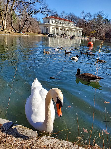 File:Swan in the lake.jpg