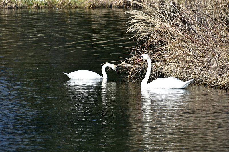 File:Swans at Telc (2) (25807331564).jpg