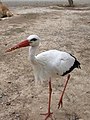 cigüeña cigogne