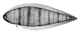 Symphurus pusillus