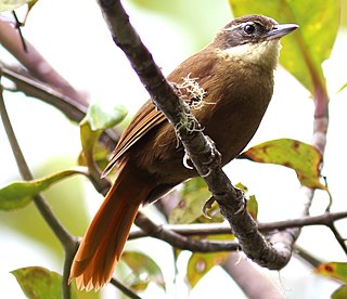 Tepui foliage-gleaner Species of bird