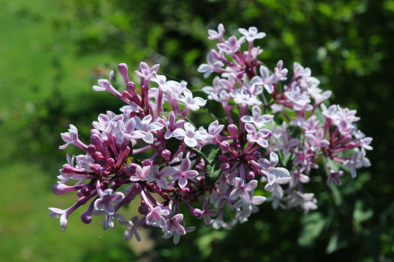 File:Syringa microphylla 'Superba' flowers at Hulda Klager Lilac Gardens.jpg