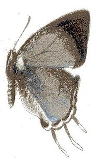 <i>Syrmoptera homeyerii</i> species of insect