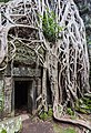 * Nomination Ta Phrom, Angkor, Cambodia --Poco a poco 10:58, 21 August 2014 (UTC) * Promotion Good quality.--Famberhorst 15:39, 21 August 2014 (UTC)