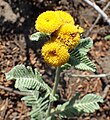 Tanacetum bipinnatum