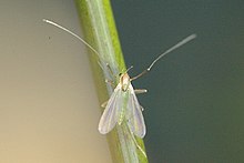 Tanytarsus.sp.male.jpg