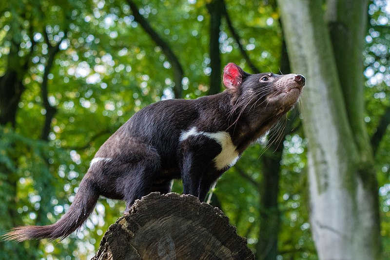 File:Tasmanian Devil (24170311598).jpg