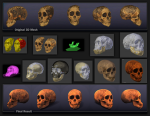 Recovering the missing parts of skull by Arc-Team, Antrocon NPO, Cicero Moraes, University of Padua Taung child - Reconvering the missing parts of skull.png