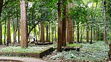 Teak forest at Conolly's plot Teak Forest @ Canolly Plote, Nilambur - panoramio (6).jpg