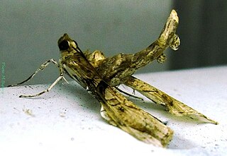 <i>Terastia subjectalis</i> Species of moth