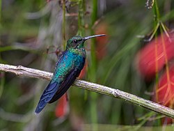 Thalurania watertonii Long-tailed Woodnymph (male); Pedra d'Antas reserve, Lagoa dos Gatos, Pernambuco, Brazil.jpg