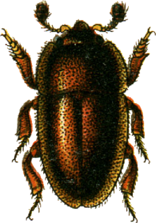 <i>Thalycra</i> Genus of beetles