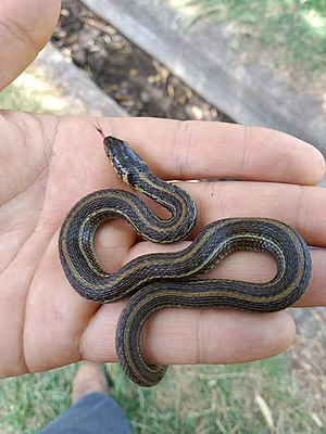 Mexican garter snake (juvenile specimen)