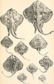The Annals of Scottish natural history (1892-1911) (18416098141).jpg