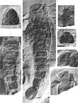 Fossil of the Silurian eurypterid ("sea scorpion") Hardieopterus The Eurypterida of New York plate 69.jpg