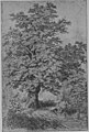 The Oak: An Introduction to Forest-Botany by Harry Marshall Ward