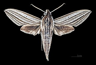 <i>Theretra polistratus</i> Species of moth