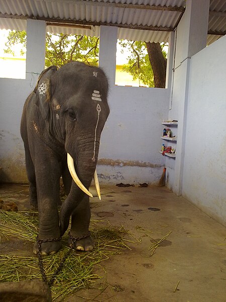 File:Thiruchenthur Teample Elephant.jpg