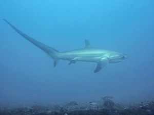 Squalo volpe comune (Alopias vulpinus)