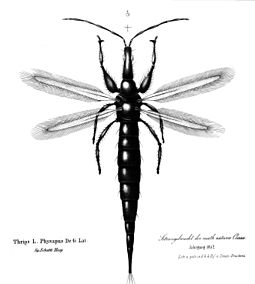 Typical Tubulifera thrips: the feathery wings are unsuitable for the leading edge vortex flight of most other insects, but support clap and fling flight. Thrips physapus.jpg