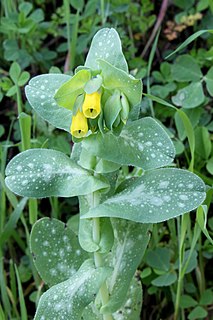 <i>Cerinthe major</i> Species of plant in the genus Cerinthe