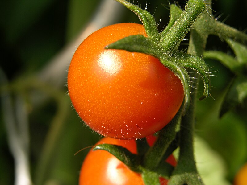 File:Tomatoplant.JPG