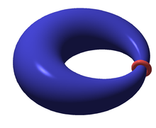 Shortest loop on a torus TorusSystoleLoop.png