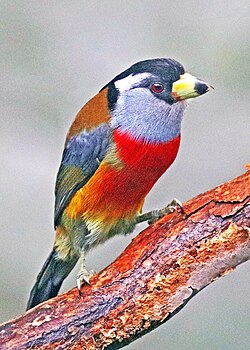 Northwest Ecuador Toucan Barbet JCB.jpg