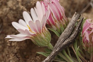 Townsendia florifer