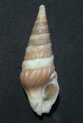 <i>Toxiclionella impages</i> Species of gastropod