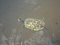 Thumbnail for File:Trachemys Scripta Elegans Red-Eared Slider Red-Eared Terrapin Pond Slider Semiaquatic Turtle at Garden of the Groves Botanical Garden in Grand Bahama.jpg