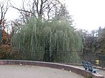 Weide-Trauerweide (Salix alba 'Tristis' )