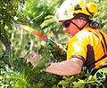 Tree Pruning (cropped).jpg