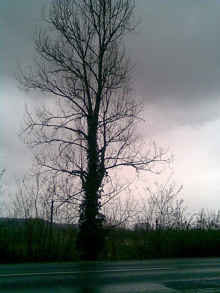 File:Tree in bad weather 1.jpg