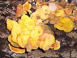 Tremella aurantia