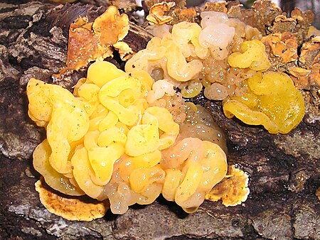 Tremella aurantia 040201B.jpg