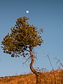 * Nomination Pine tree (Pinus sylvestris) near the summit of Cerro de Treviño. County of Treviño, Spain --Basotxerri 08:06, 20 March 2017 (UTC) * Promotion  Support Good quality and very well composed. --Code 09:14, 20 March 2017 (UTC)