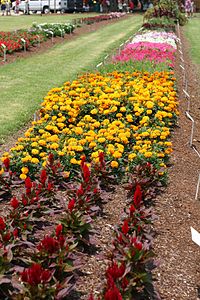 An example of an AAS trial of marigolds in the Park Seed Trial Gardens. Trial row at Park Seed Company.jpg