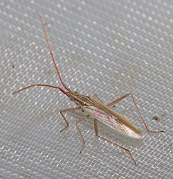 Trigonotylus pulchellus 1.jpg