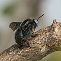 * Nomination Tropical Carpenter Bee (Xylocopa latipes) making nest hole --Charlesjsharp 10:27, 14 October 2020 (UTC) * Promotion Good quality. --Moroder 05:39, 20 October 2020 (UTC)