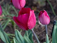 Tulipa rodopea