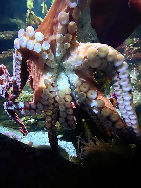 File:Underside of an octopus 0449.jpg