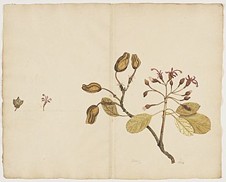 <i>Ungeria</i> Species of flowering plant